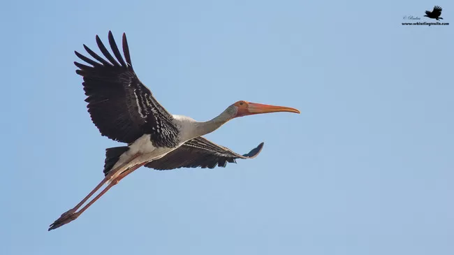 Photo of Thol Bird Sanctuary, Mehsana, Gujarat, India by Rudraksha Chodankar