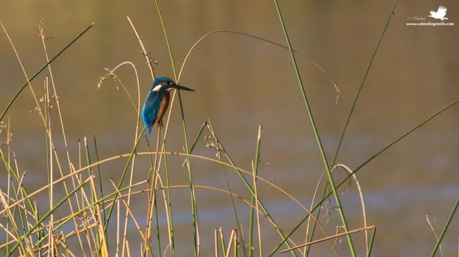 Photo of Thol Bird Sanctuary, Mehsana, Gujarat, India by Rudraksha Chodankar
