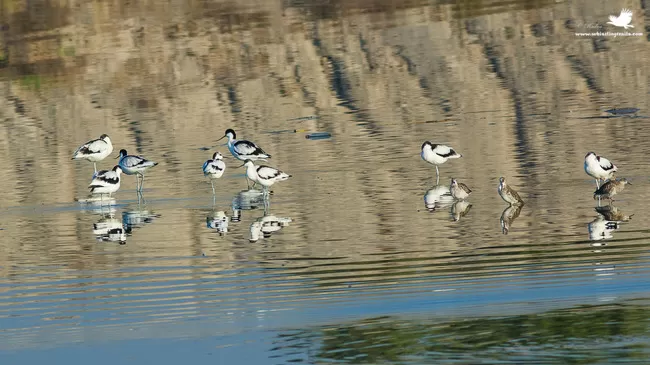 Photo of Thol Bird Sanctuary, Mehsana, Gujarat, India by Rudraksha Chodankar