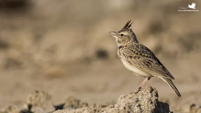 Photo of Thol Bird Sanctuary, Mehsana, Gujarat, India by Rudraksha Chodankar