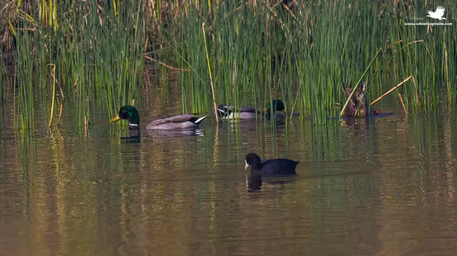 Photo of Thol Bird Sanctuary, Mehsana, Gujarat, India by Rudraksha Chodankar