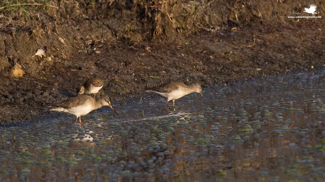 Photo of Thol Bird Sanctuary, Mehsana, Gujarat, India by Rudraksha Chodankar