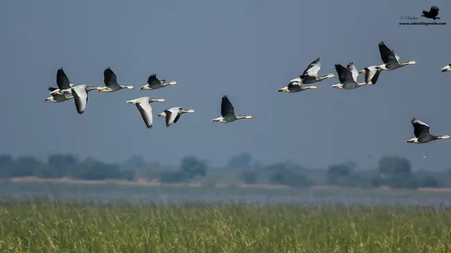 Photo of Thol Bird Sanctuary, Mehsana, Gujarat, India by Rudraksha Chodankar