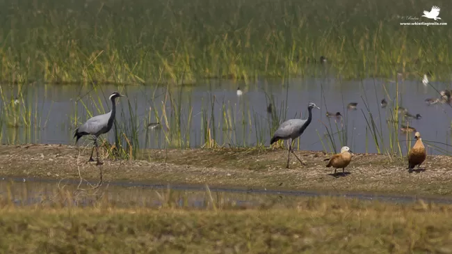Photo of Thol Bird Sanctuary, Mehsana, Gujarat, India by Rudraksha Chodankar