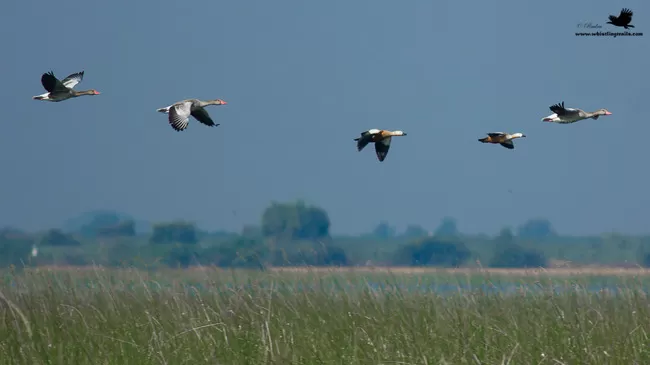 Photo of Thol Bird Sanctuary, Mehsana, Gujarat, India by Rudraksha Chodankar