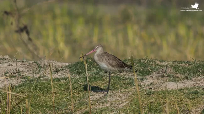 Photo of Thol Bird Sanctuary, Mehsana, Gujarat, India by Rudraksha Chodankar