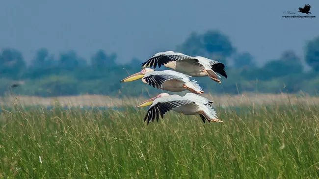 Photo of Thol Bird Sanctuary, Mehsana, Gujarat, India by Rudraksha Chodankar