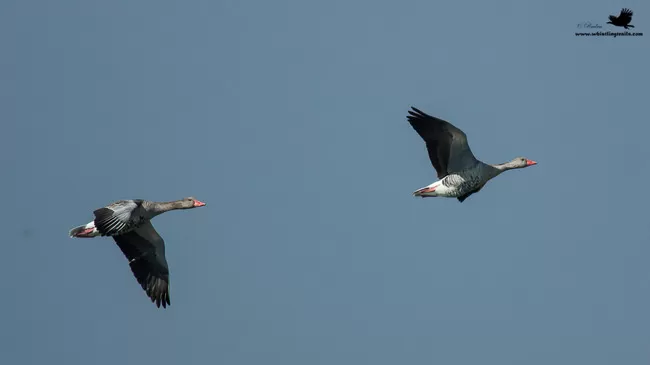 Photo of Thol Bird Sanctuary, Mehsana, Gujarat, India by Rudraksha Chodankar