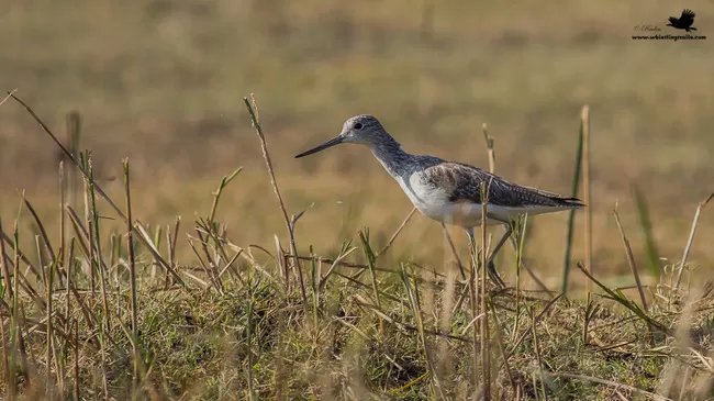 Photo of Thol Bird Sanctuary, Mehsana, Gujarat, India by Rudraksha Chodankar