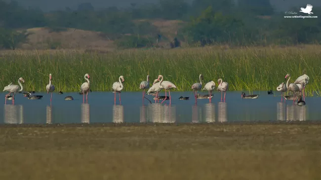 Photo of Thol Bird Sanctuary, Mehsana, Gujarat, India by Rudraksha Chodankar