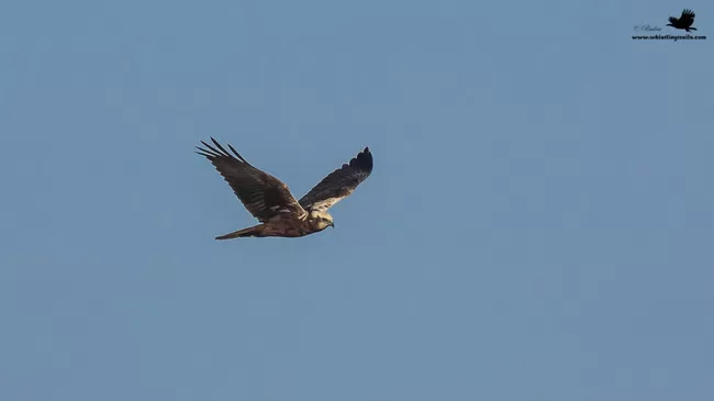 Photo of Thol Bird Sanctuary, Mehsana, Gujarat, India by Rudraksha Chodankar