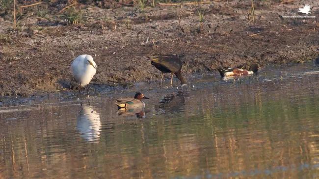 Photo of Thol Bird Sanctuary, Mehsana, Gujarat, India by Rudraksha Chodankar