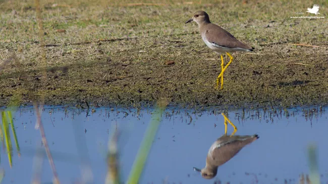 Photo of Thol Bird Sanctuary, Mehsana, Gujarat, India by Rudraksha Chodankar