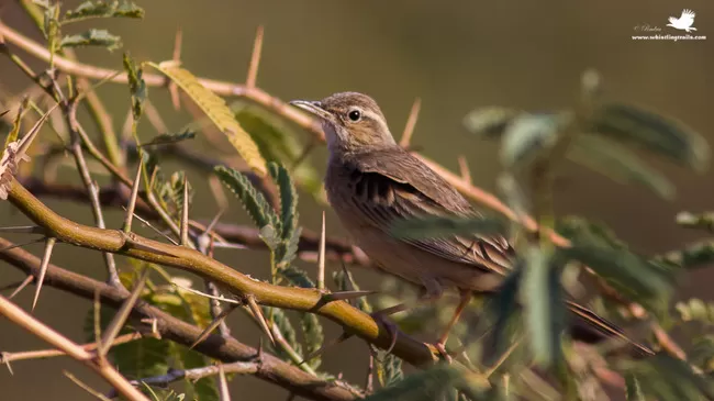 Photo of Thol Bird Sanctuary, Mehsana, Gujarat, India by Rudraksha Chodankar