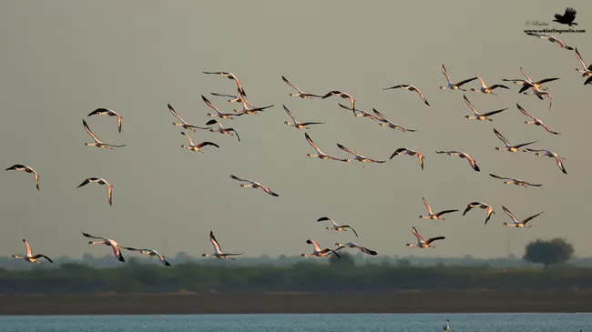Photo of Thol Bird Sanctuary, Mehsana, Gujarat, India by Rudraksha Chodankar