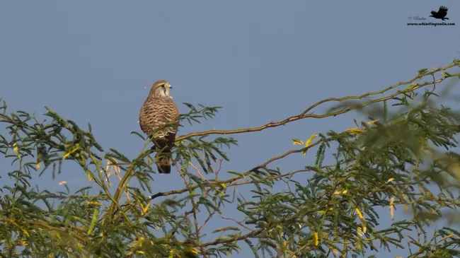 Photo of Thol Bird Sanctuary, Mehsana, Gujarat, India by Rudraksha Chodankar
