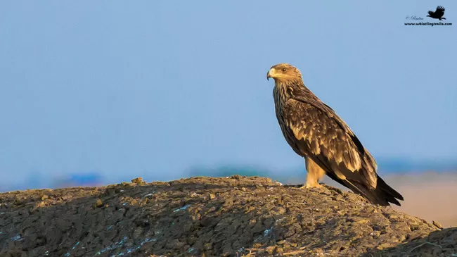 Photo of Thol Bird Sanctuary, Mehsana, Gujarat, India by Rudraksha Chodankar