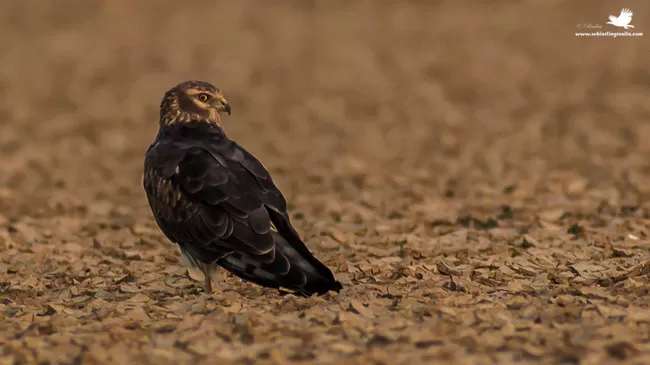 Photo of Thol Bird Sanctuary, Mehsana, Gujarat, India by Rudraksha Chodankar