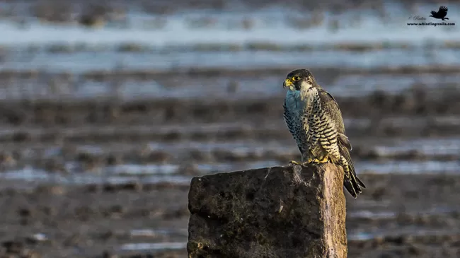 Photo of Thol Bird Sanctuary, Mehsana, Gujarat, India by Rudraksha Chodankar