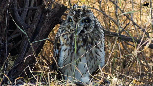 Photo of Thol Bird Sanctuary, Mehsana, Gujarat, India by Rudraksha Chodankar