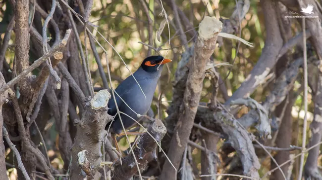 Photo of Thol Bird Sanctuary, Mehsana, Gujarat, India by Rudraksha Chodankar