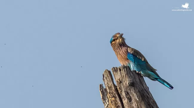 Photo of Thol Bird Sanctuary, Mehsana, Gujarat, India by Rudraksha Chodankar