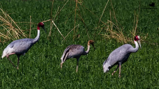 Photo of Thol Bird Sanctuary, Mehsana, Gujarat, India by Rudraksha Chodankar