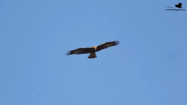 Photo of Thol Bird Sanctuary, Mehsana, Gujarat, India by Rudraksha Chodankar