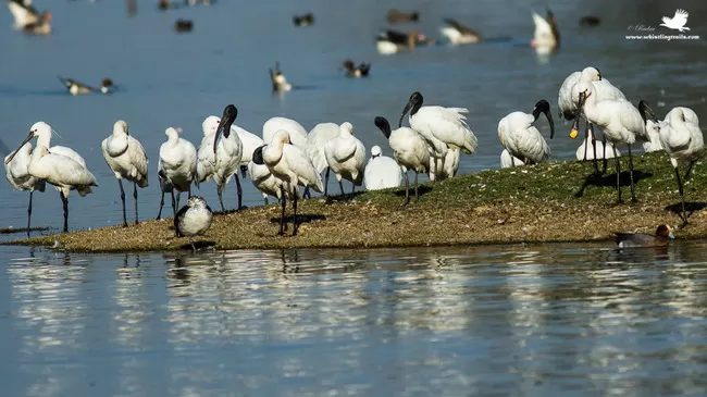 Photo of Thol Bird Sanctuary, Mehsana, Gujarat, India by Rudraksha Chodankar