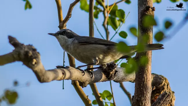 Photo of Thol Bird Sanctuary, Mehsana, Gujarat, India by Rudraksha Chodankar
