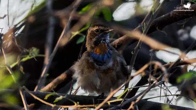 Photo of Thol Bird Sanctuary, Mehsana, Gujarat, India by Rudraksha Chodankar