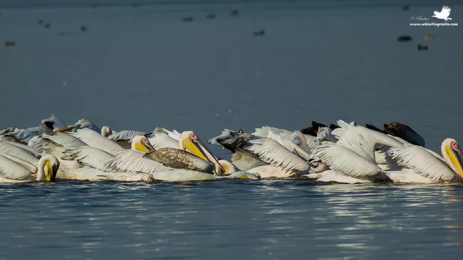 Photo of Thol Bird Sanctuary, Mehsana, Gujarat, India by Rudraksha Chodankar