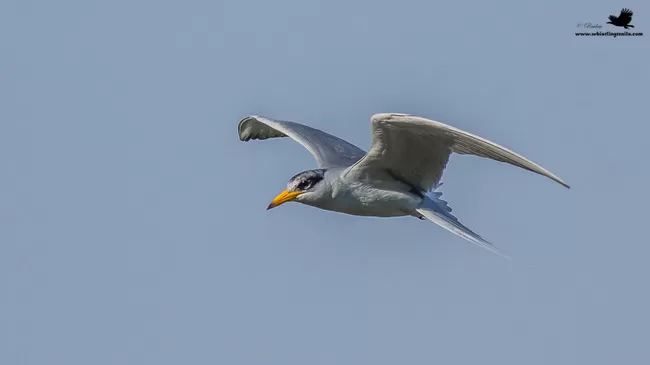 Photo of Thol Bird Sanctuary, Mehsana, Gujarat, India by Rudraksha Chodankar