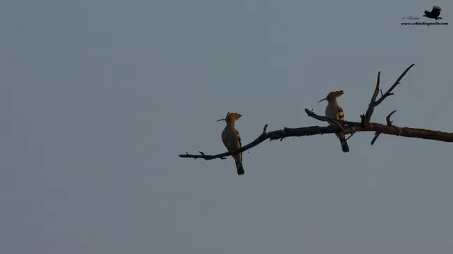 Photo of Thol Bird Sanctuary, Mehsana, Gujarat, India by Rudraksha Chodankar