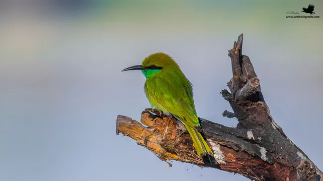 Photo of Thol Bird Sanctuary, Mehsana, Gujarat, India by Rudraksha Chodankar