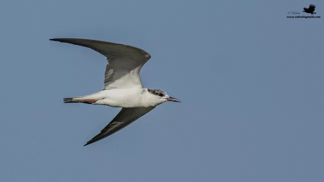Photo of Thol Bird Sanctuary, Mehsana, Gujarat, India by Rudraksha Chodankar