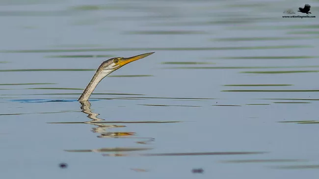 Photo of Thol Bird Sanctuary, Mehsana, Gujarat, India by Rudraksha Chodankar