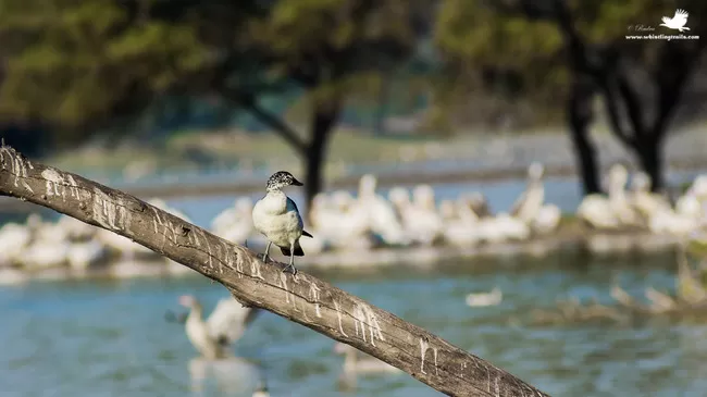 Photo of Thol Bird Sanctuary, Mehsana, Gujarat, India by Rudraksha Chodankar