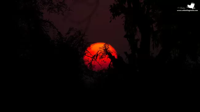 Photo of Thol Bird Sanctuary, Mehsana, Gujarat, India by Rudraksha Chodankar