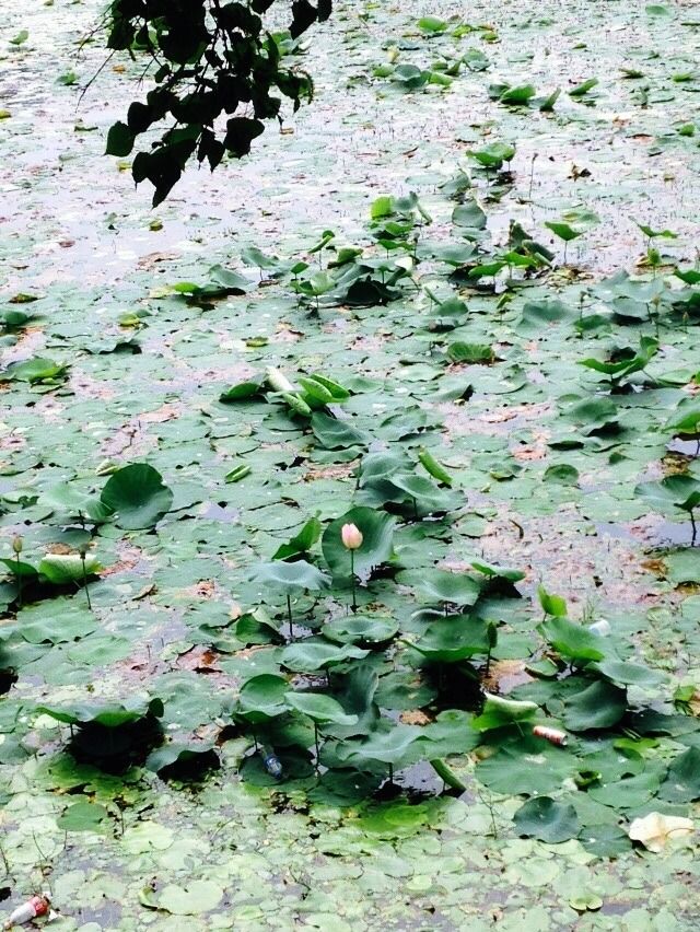 Photo of Bhimtal, Uttarakhand, India by Shrutikantha Kandali