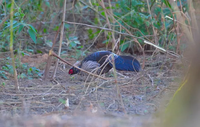 Photo of Khirsu, Uttarakhand, India by Naresh Tomar 