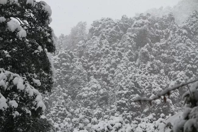 Photo of Bir, Himachal Pradesh, India by Neethu