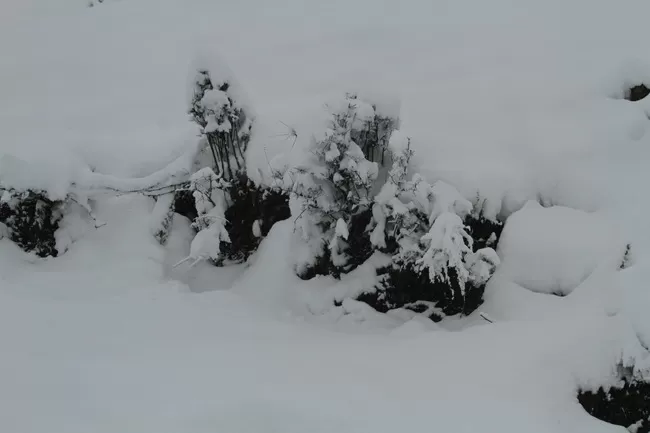 Photo of Bir, Himachal Pradesh, India by Neethu