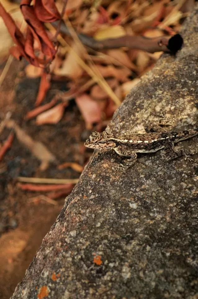 Photo of Makali Durga, Makalidurga Trail, Bangalore Rural, Karnataka, India by Gaurav Ray