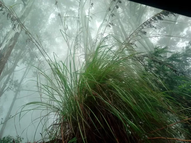 Photo of Kodaikanal, Tamil Nadu, India by Rini Biswas