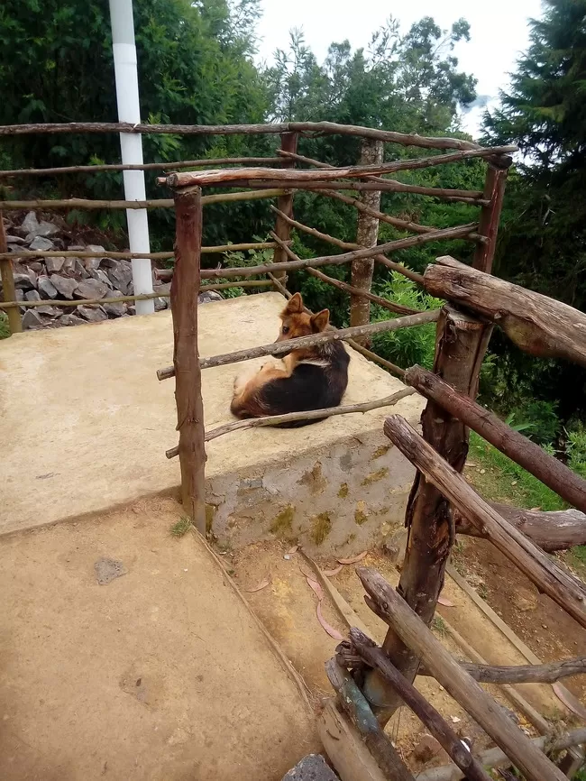 Photo of Vattakanal, Kodaikanal, Tamil Nadu, India by Rini Biswas