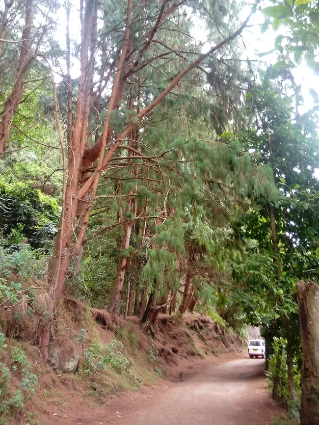 Photo of Vattakanal, Kodaikanal, Tamil Nadu, India by Rini Biswas