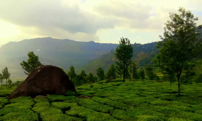 Photo of Munnar, Kerala, India by Arun K C