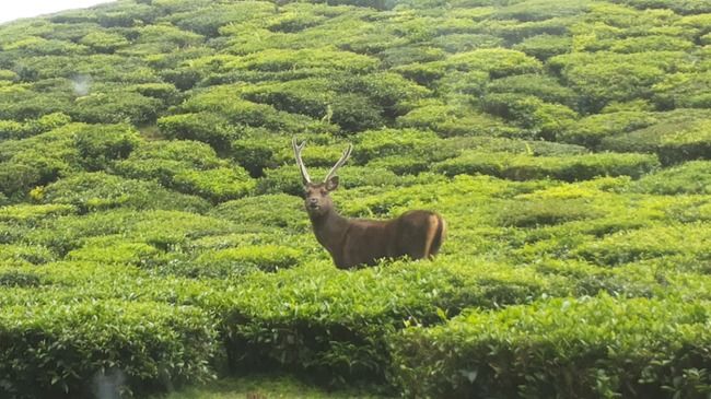 Photo of Coonoor, that little slice of Paradise by Dielle D'souza
