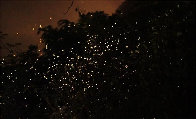 Photo of Rajmachi Trek, Kondhane, Maharashtra, India by Rahul Mistry